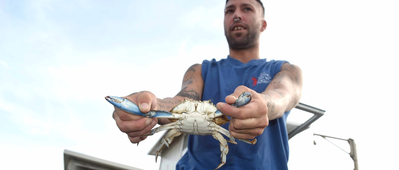 L’incubo del granchio blu: è tornato in laguna, ora Orbetello trema