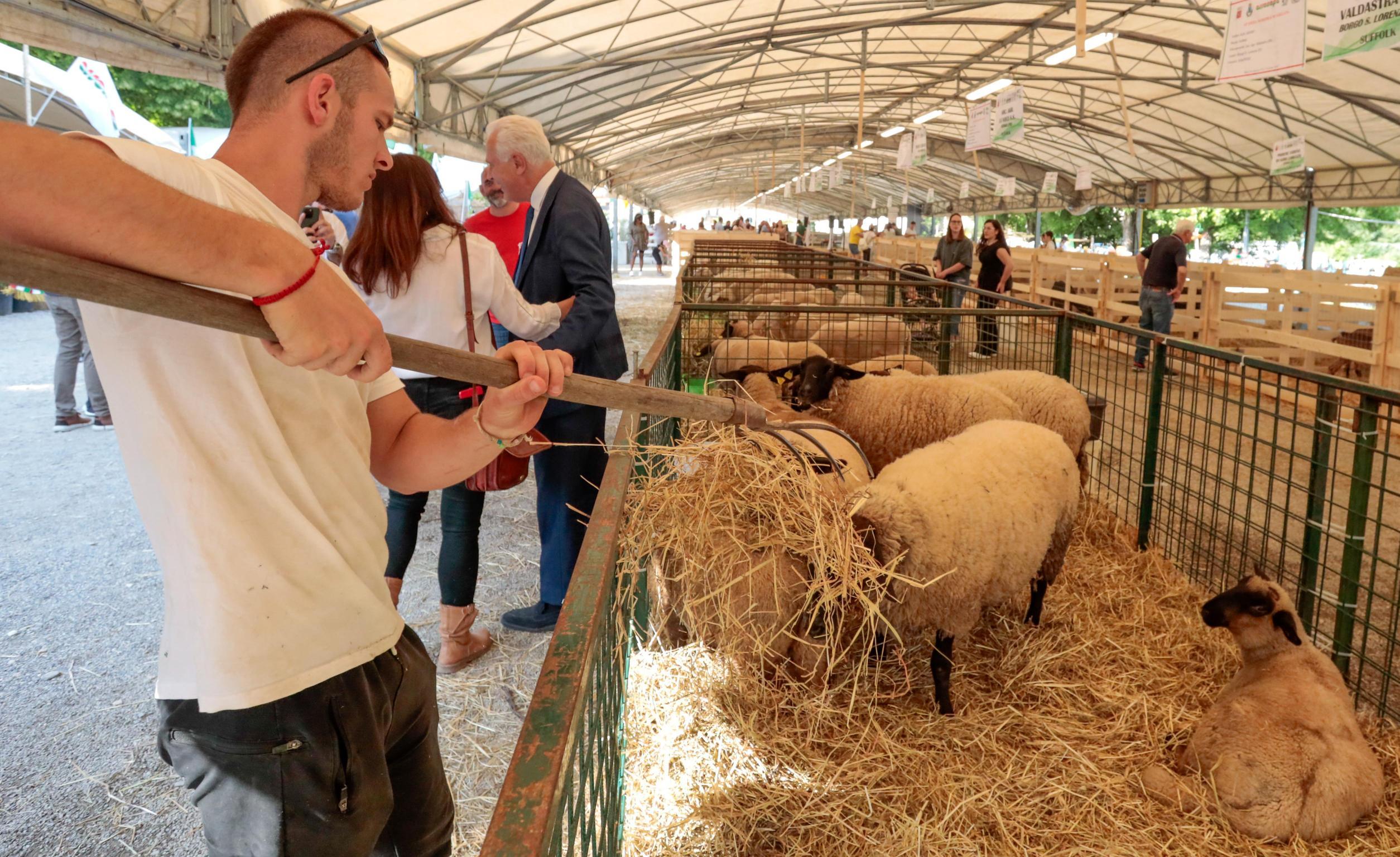 Fiera agricola, arriva il lieto fine. L’evento non si muove da Borgo Fiera agricola, arriva il lieto fine. L’evento non si muove da Borgo