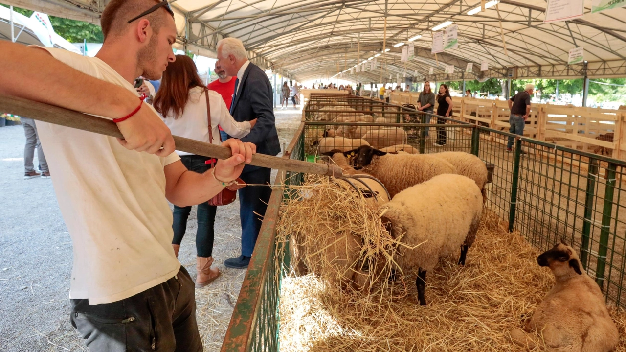 Una passata edizione della Fiera agricola mugellana al Foro Boario (FotocronacheGermogli) Una passata edizione della Fiera agricola mugellana al Foro Boario (FotocronacheGermogli)