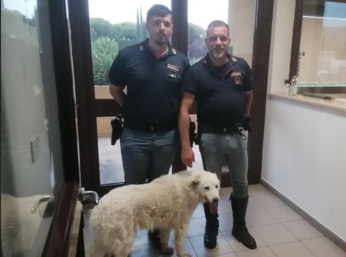 Cane vaga nella notte in autostrada. Jane viene salvata e ridata al padrone Cane vaga nella notte in autostrada. Jane viene salvata e ridata al padrone