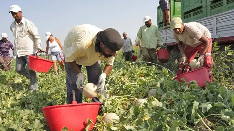 Temperature torride. Agricoltura in ginocchio: “Meloni bruciati dal sole”
