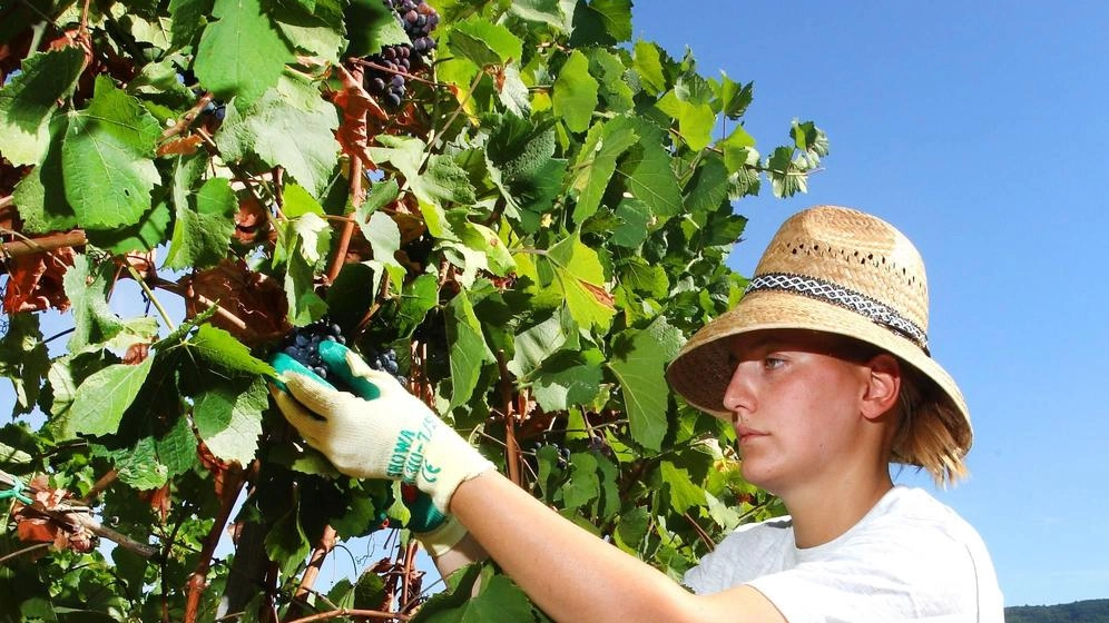 Le prossime settimane saranno decisive per la qualità della vendemmia 2025 Le prossime settimane saranno decisive per la qualità della vendemmia 2025