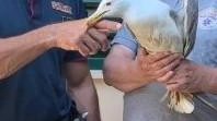 “Le immagini e i racconti relativi al grave episodio di maltrattamento avvenuto lo scorso 17 giugno lungo il fiume Serchio... “Le immagini e i racconti relativi al grave episodio di maltrattamento avvenuto lo scorso 17 giugno lungo il fiume Serchio...