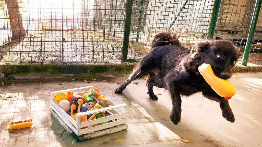 Ha bisogno di un padrone che sia in grado di capirne e gestirne il carattere Ha bisogno di un padrone che sia in grado di capirne e gestirne il carattere