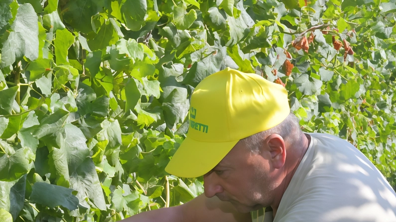 Le analisi dei dati resi noti da Coldiretti Toscana evidenziano una crescita degli ingaggi nel 2024 rispetto all’anno precedente "Il problema è che non si trova chi voglia lavorare d’estate e nei festivi".