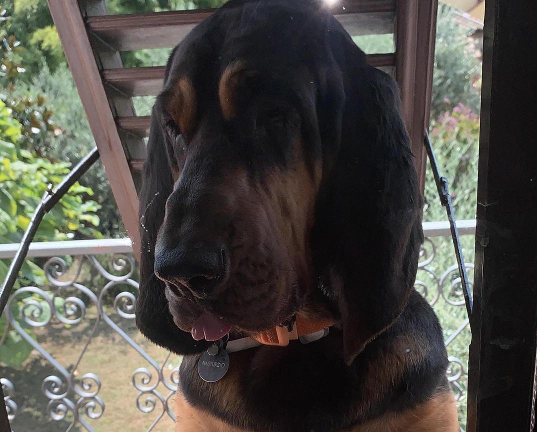 cane 8216salva8216 pappagallo il fiuto di nasturzio fa ritrovare il piccolo pap