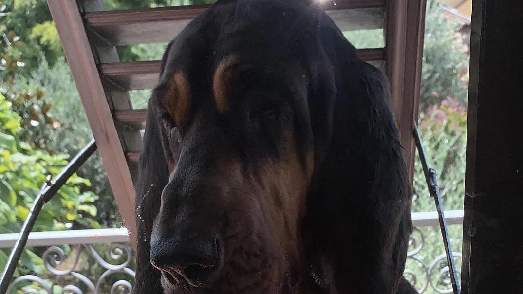 L’uccellino non aveva fatto ritorno a casa e i proprietario si sono affidati al potente naso del Bloodhound di famiglia che lo ha ritrovato a 3,5 chilometri. L’uccellino non aveva fatto ritorno a casa e i proprietario si sono affidati al potente naso del Bloodhound di famiglia che lo ha ritrovato a 3,5 chilometri.