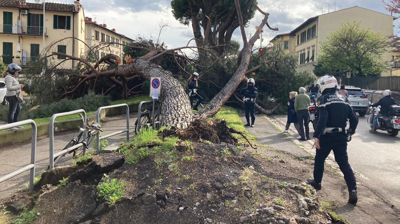L’immagine della pianta crollata in strada è tratta dal gruppo Facebook ’Sei di Coverciano se’