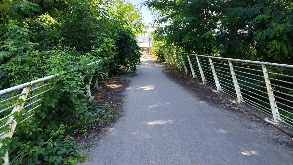 Il ponte Fagiolini, lato di Sant’Alessio del Parco Fluviale, assaltato dalla vegetazione senza controllo Il ponte Fagiolini, lato di Sant’Alessio del Parco Fluviale, assaltato dalla vegetazione senza controllo