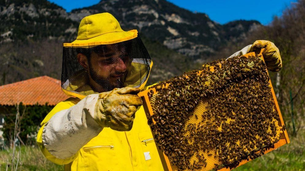 Un apicoltore mentre estrae il miele. L’appello è quello di segnalare la vespa velutina che può causare la perdita di molti. alveari in Valbisenzio Un apicoltore mentre estrae il miele. L’appello è quello di segnalare la vespa velutina che può causare la perdita di molti. alveari in Valbisenzio