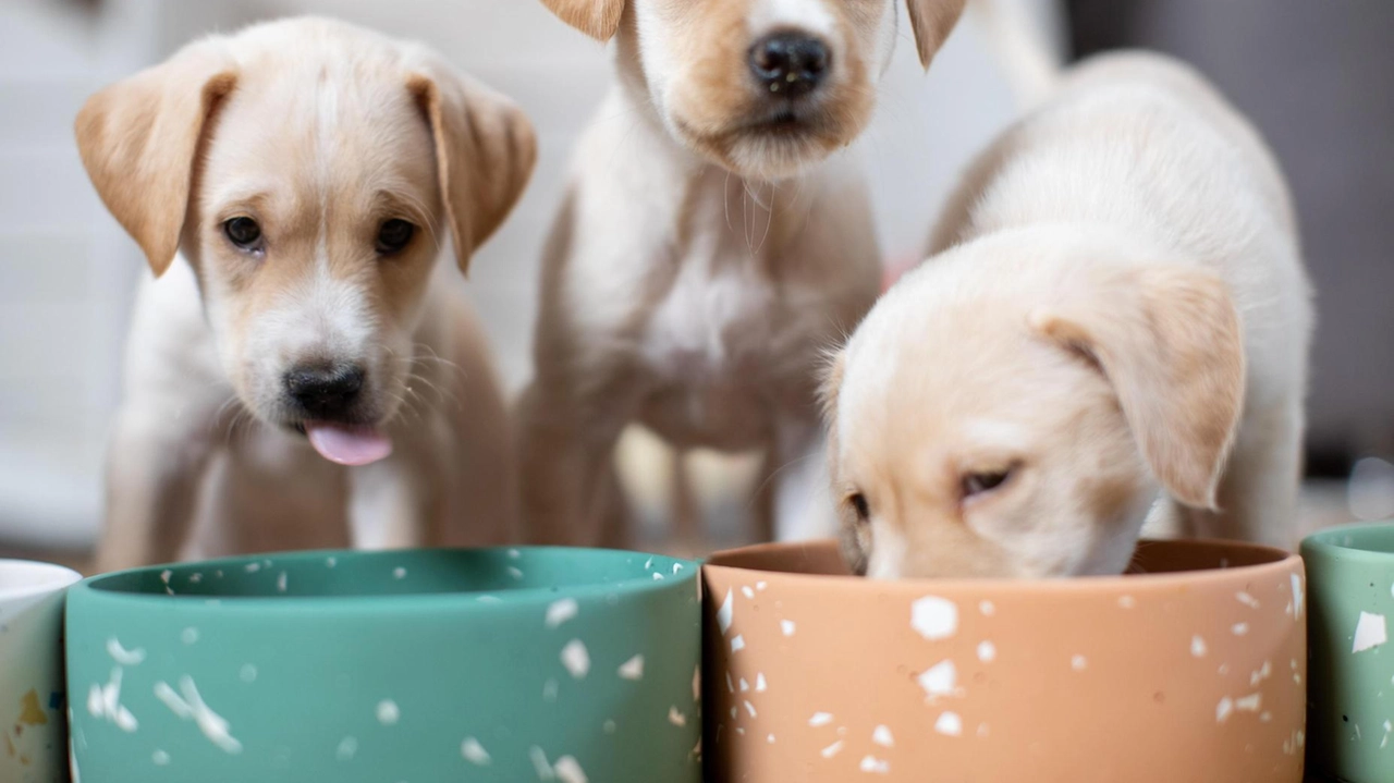 Deliziosi cuccioli di labrador (foto archivio): quelli venduti da un 61enne non erano puri