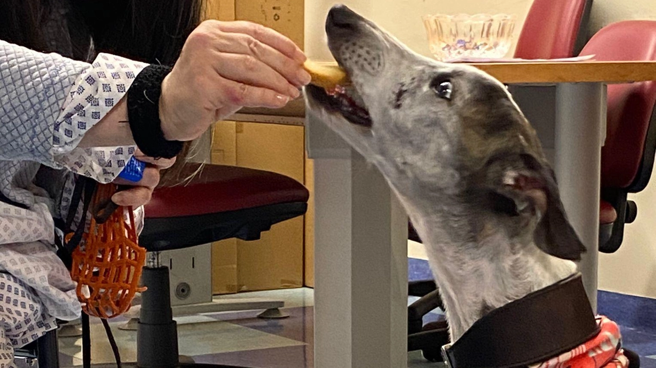 Cagnolini si recano a trovare il loro padrone in corsia, durante il periodo di ricovero, per offrire conforto in termini di gesti di affetto Cagnolini si recano a trovare il loro padrone in corsia, durante il periodo di ricovero, per offrire conforto in termini di gesti di affetto