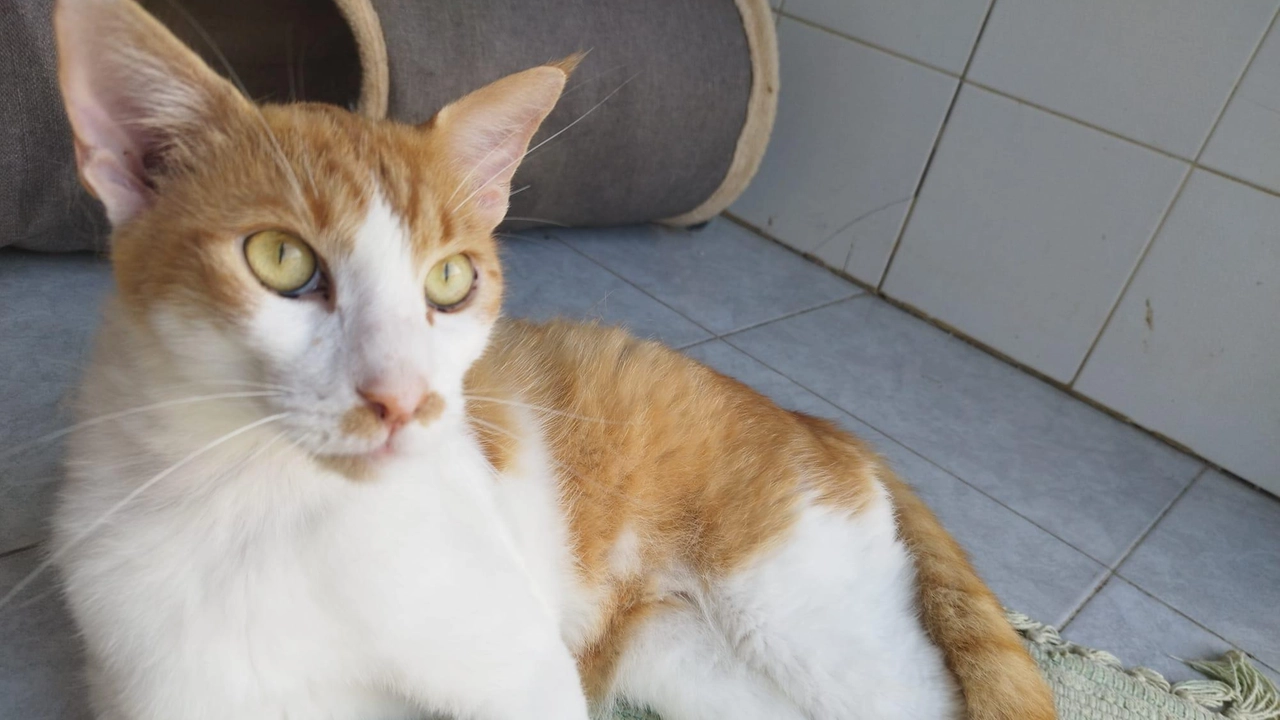 ebastian è un giovane gatto a con. grandi occhi i giallo-verde, pelliccia bianco e arancione tigrato, carattere placido e tranquillo ebastian è un giovane gatto a con. grandi occhi i giallo-verde, pelliccia bianco e arancione tigrato, carattere placido e tranquillo