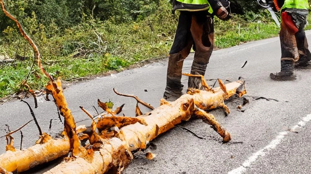 I tecnici al lavoro per togliere l’albero caduto sulla Lodovica (foto Borghesi) I tecnici al lavoro per togliere l’albero caduto sulla Lodovica (foto Borghesi)