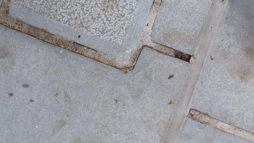 Nuova pavimentazione in centro già rotta o macchiata. Un nutrito dossier fotografico è stato messo insieme dal consigliere comunale Enrico... Nuova pavimentazione in centro già rotta o macchiata. Un nutrito dossier fotografico è stato messo insieme dal consigliere comunale Enrico...