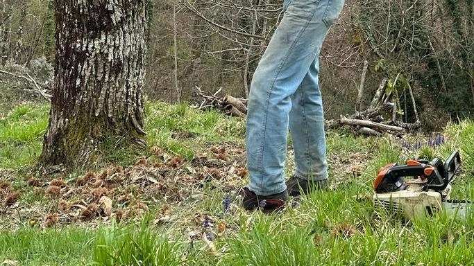 Alessandro Cagnasso al lavoro nell’uliveto della sua azienda agricola