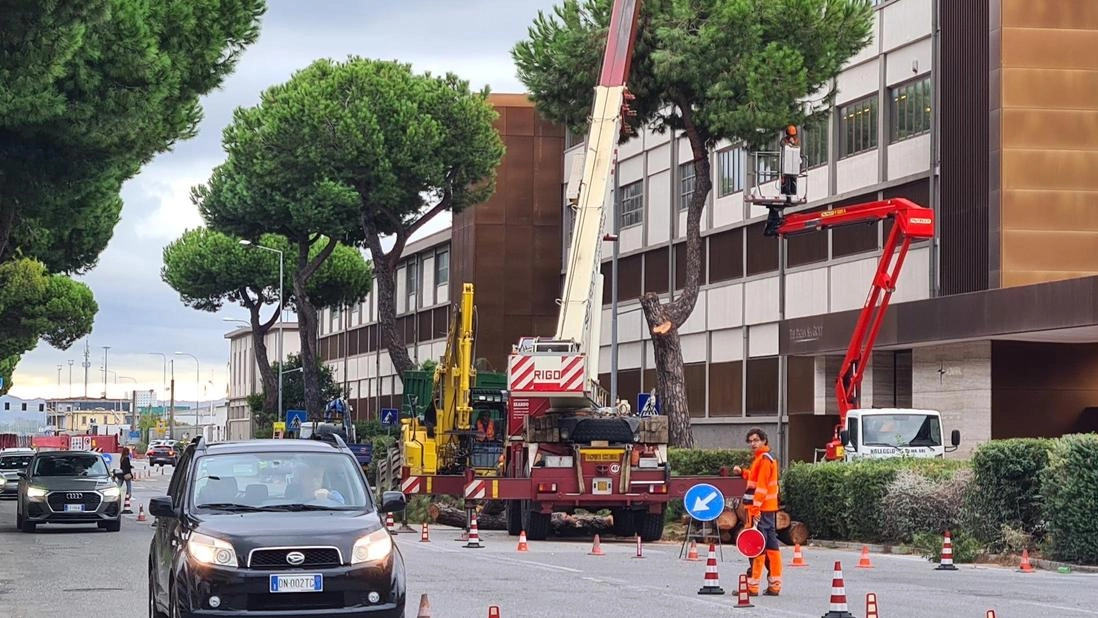 I pini abbattuti i viale Colombo hanno destato la rabbia dei residenti I pini abbattuti i viale Colombo hanno destato la rabbia dei residenti