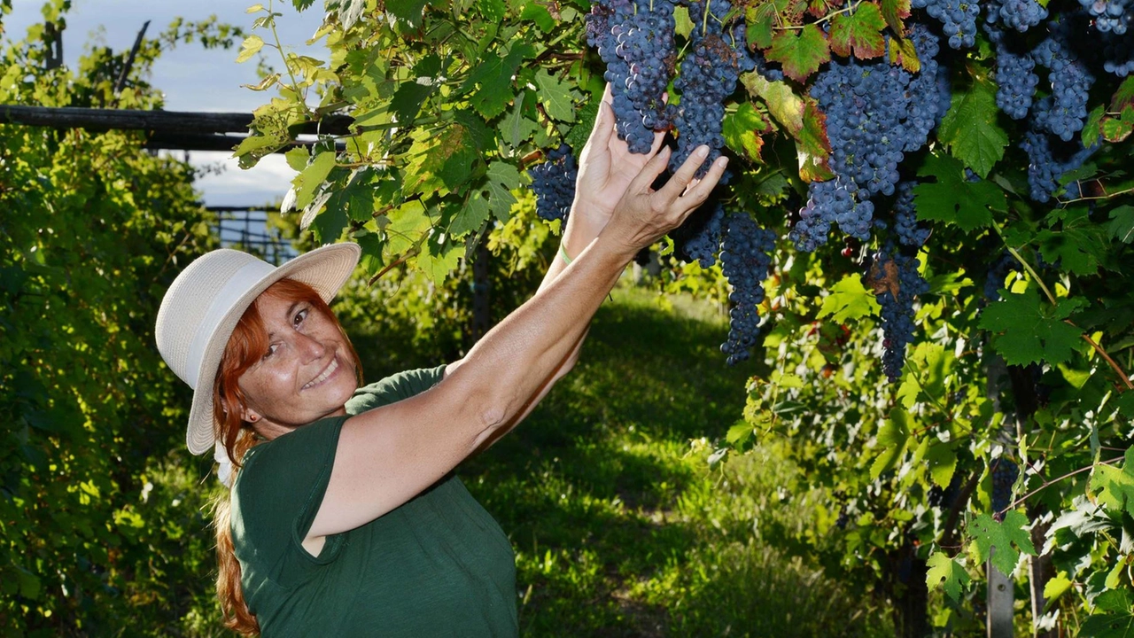 Prende il via “Ciliegiolo & Terroir”, progetto di ricerca triennale promosso dalla Ciliegiolo Academy per approfondire il vitigno e le... Prende il via “Ciliegiolo & Terroir”, progetto di ricerca triennale promosso dalla Ciliegiolo Academy per approfondire il vitigno e le...