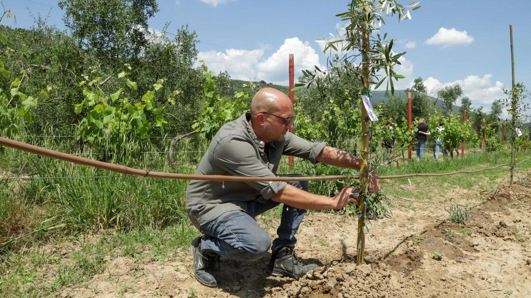 La ricerca choc nel territorio fiorentino: si rischia il depauperamento. La proposta dell’Unione agricoltori: "Applicare i sostegni previsti per il vino". La ricerca choc nel territorio fiorentino: si rischia il depauperamento. La proposta dell’Unione agricoltori: "Applicare i sostegni previsti per il vino".