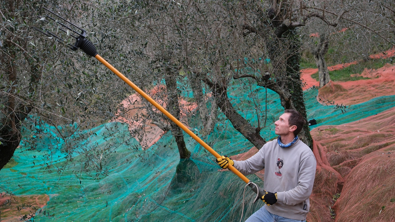 La cura delle piante di olivo potrebbe restituire vigore anche all’economia creando cooperative di raccoglitori (foto di archivio) La cura delle piante di olivo potrebbe restituire vigore anche all’economia creando cooperative di raccoglitori (foto di archivio)
