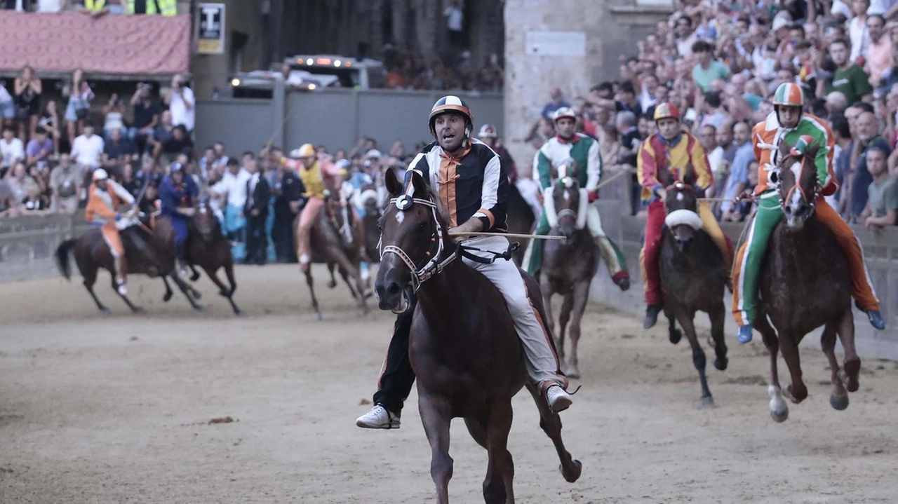 È stata la Contrada della Lupa a vincere il Palio, con Benitos e il fantino Velluto. In fondo al gruppo si vede Scompiglio È stata la Contrada della Lupa a vincere il Palio, con Benitos e il fantino Velluto. In fondo al gruppo si vede Scompiglio