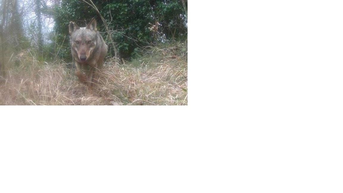 Un lupo avvisato sull’Appennino Tosco-Emiliano Un lupo avvisato sull’Appennino Tosco-Emiliano