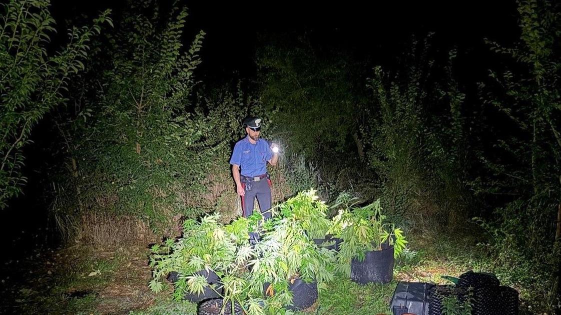 droga nell auto e nella rimessa di casa una piantagione di marijuana giovane nei guai