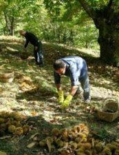 Firma in Regione. Castanicoltura. Nasce il Distretto