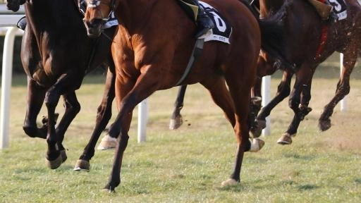Oggi il pomeriggio ippico a San Rossore propone due tradizionali Handicap Principali: il 32° premio Federico Regoli e il 26° premio Galileo Galilei. Oggi il pomeriggio ippico a San Rossore propone due tradizionali Handicap Principali: il 32° premio Federico Regoli e il 26° premio Galileo Galilei.