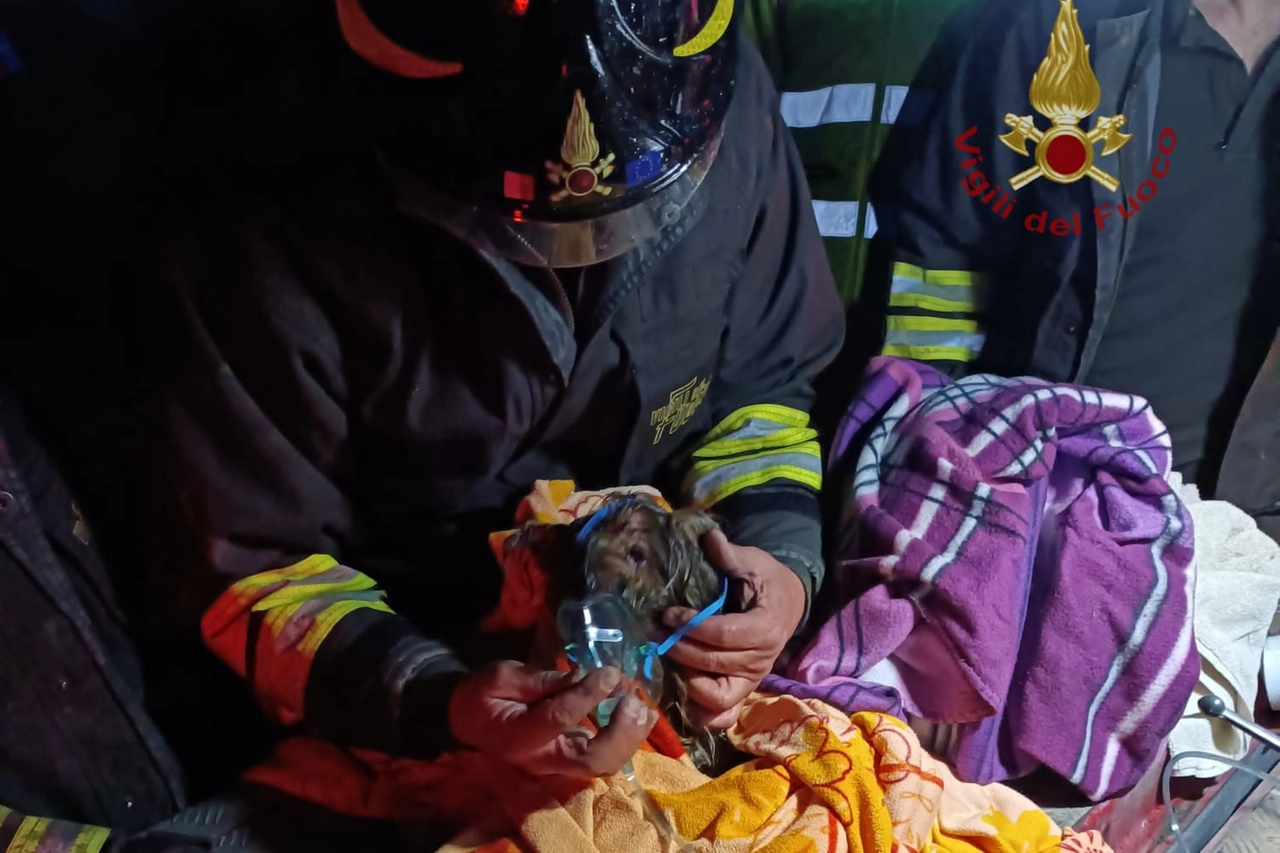 Un esemplare salvato dai vigili del fuoco