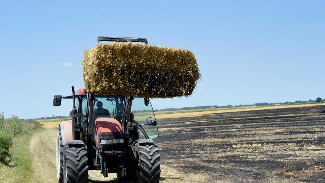 La raccolta del grano e le attese: "Dati inferiori alle aspettative" La raccolta del grano e le attese: "Dati inferiori alle aspettative"