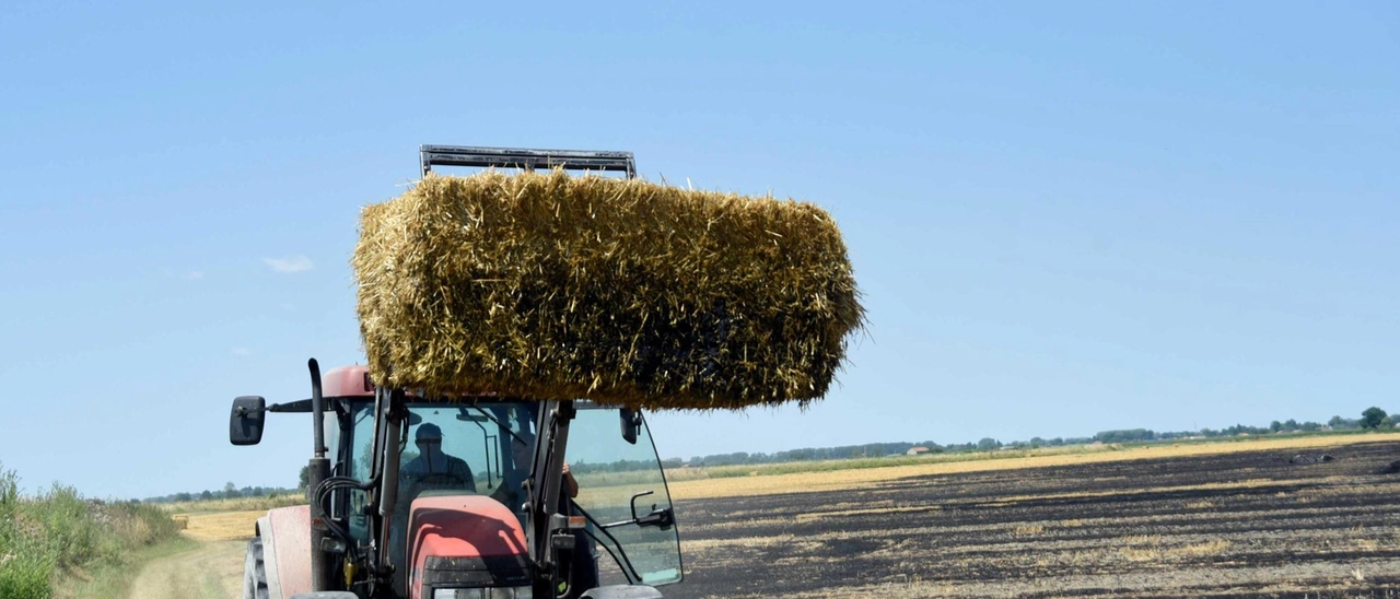 La raccolta del grano e le attese: "Dati inferiori alle aspettative"