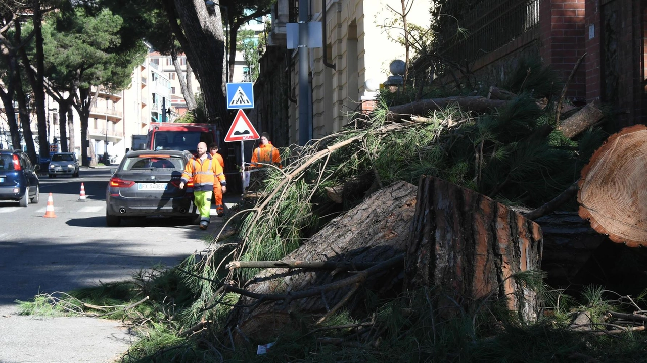 Gli alberi tagliati a San Ceccardo lungo viale XX Settembre