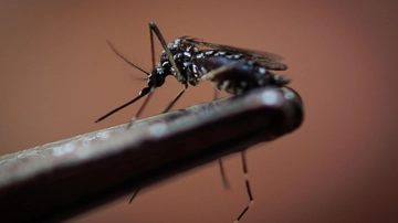 Zanzare tutto l’anno, il caldo le fa proliferare. L’allarme per la Dengue con l’arrivo di specie aliene