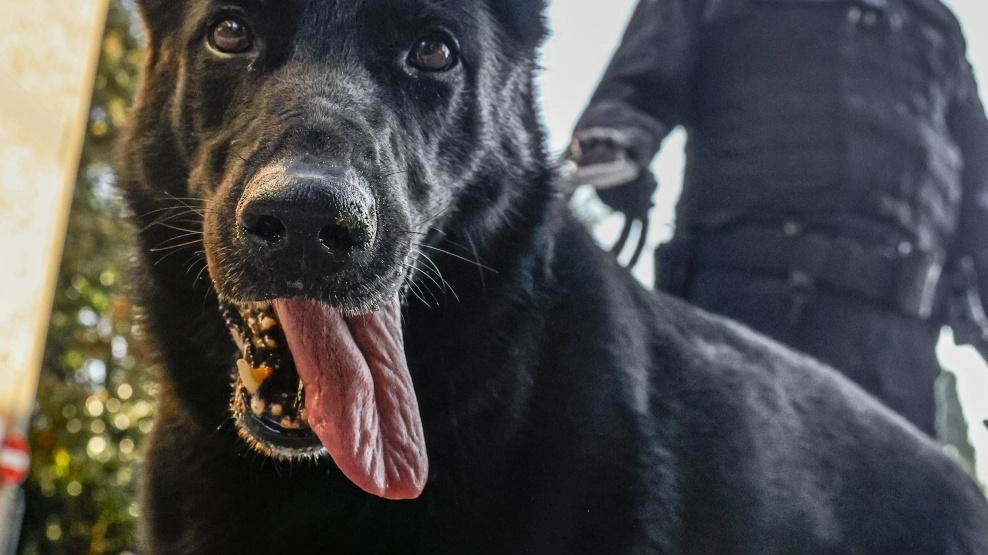 Operazione con cani cinofili in hotel ad Abbadia San Salvatore: sospetto di ricerca di sostanze stupefacenti. Riservatezza sull'intervento delle forze dell'ordine. Operazione con cani cinofili in hotel ad Abbadia San Salvatore: sospetto di ricerca di sostanze stupefacenti. Riservatezza sull'intervento delle forze dell'ordine.