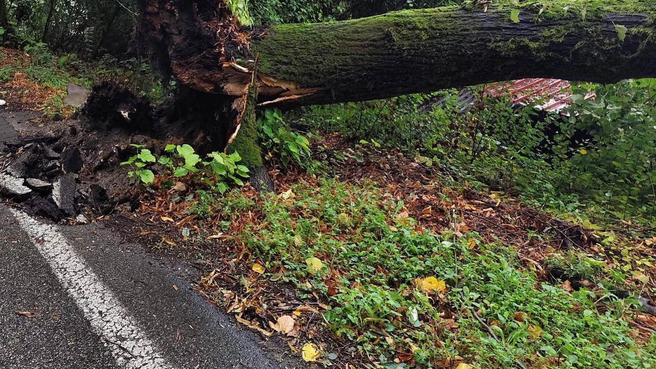 Colpita maggiormente la Garfagnana, oltre alle zone apuane e appenniniche maggiormente elevate, con un record di pioggia caduta nelle 12 ore, dalle 23 alle 11 di ieri mattina, nel comune di Vagli Sotto, con ben 87 mm di pioggia registrati Colpita maggiormente la Garfagnana, oltre alle zone apuane e appenniniche maggiormente elevate, con un record di pioggia caduta nelle 12 ore, dalle 23 alle 11 di ieri mattina, nel comune di Vagli Sotto, con ben 87 mm di pioggia registrati