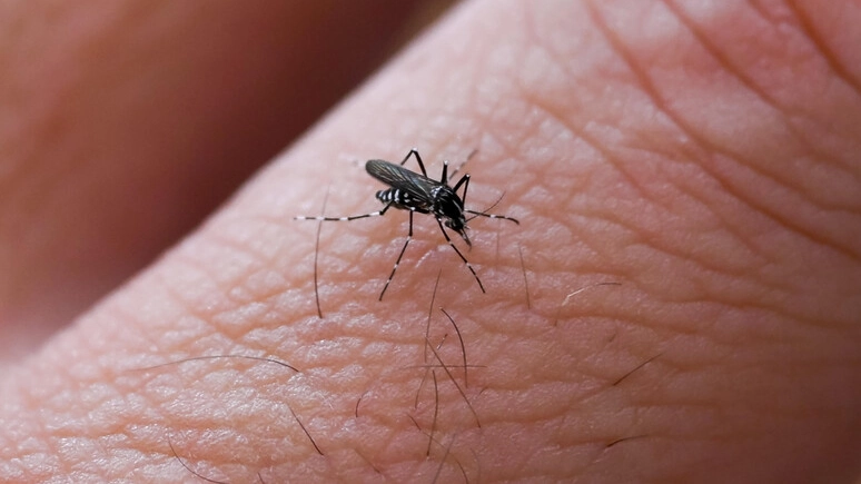 Cresce l'allerta per il caso di Dengue in Toscana Cresce l'allerta per il caso di Dengue in Toscana