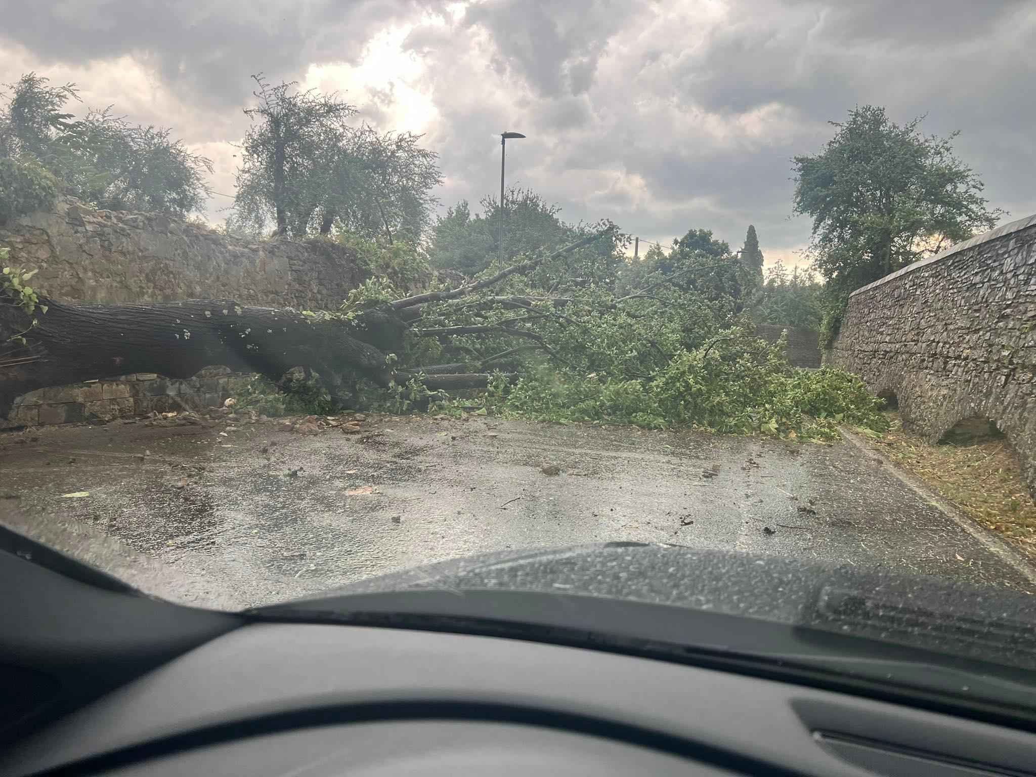 Tempesta si scatena su Firenze: alberi caduti e interventi dei vigili del fuoco