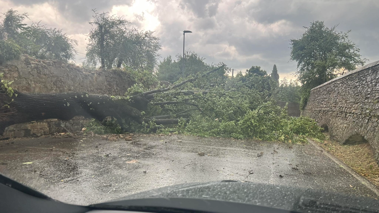 Tempesta si scatena su Firenze: alberi caduti e interventi dei vigili del fuoco