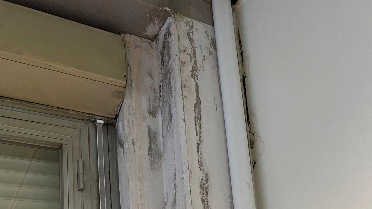 La foto della muffa sui muri del liceo XXV Aprile scattata dai rappresentanti di istituto degli studenti dello scientifico La foto della muffa sui muri del liceo XXV Aprile scattata dai rappresentanti di istituto degli studenti dello scientifico