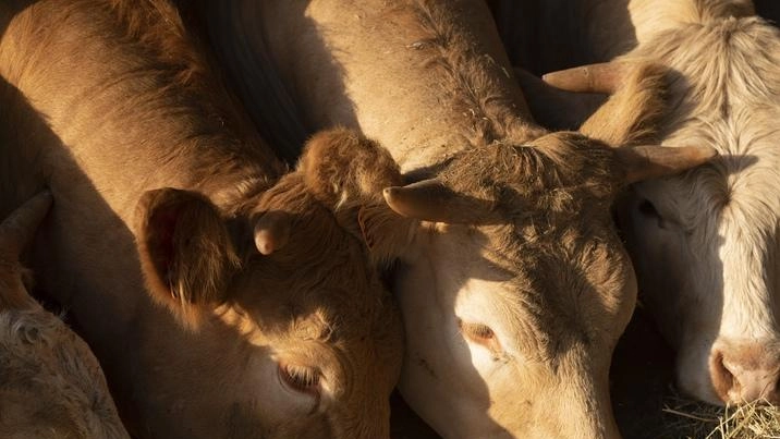 Parla il responsabile della gestione agronomica dell’azienda Corticella nel Modenese, Gruppo Inalca-Cremonini: "Cerchiamo e studiamo nuovi sistemi di coltivazione adatti ai cambiamenti climatici" . Parla il responsabile della gestione agronomica dell’azienda Corticella nel Modenese, Gruppo Inalca-Cremonini: "Cerchiamo e studiamo nuovi sistemi di coltivazione adatti ai cambiamenti climatici" .