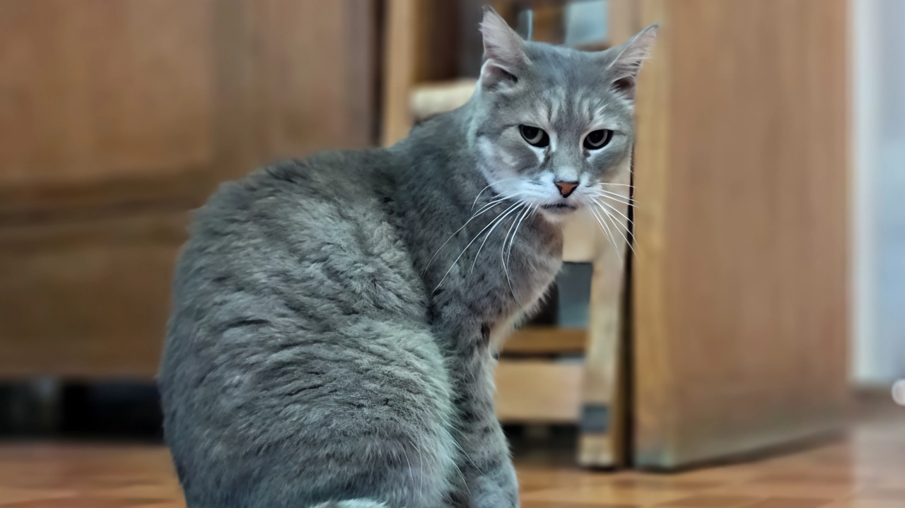 Il gattino randagio adottato dal Gamps, il museo di paleontologia di Scandicci. E’ stato. chiamato Charlie Il gattino randagio adottato dal Gamps, il museo di paleontologia di Scandicci. E’ stato. chiamato Charlie