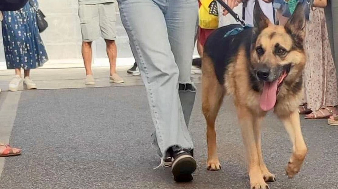 Appuntamento per gli appassionati cinofili domenica a San Giovanni
