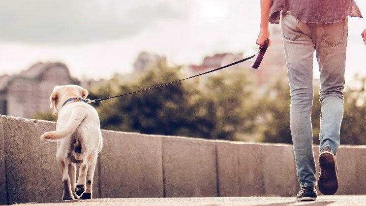 L’attenzione verso il mondo degli animali d’affezione cresce sempre di più in relazione a una presenza sempre più massiccia di «pet» nelle famiglie