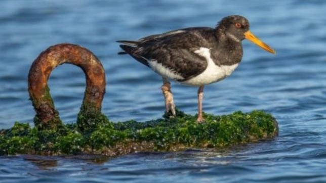 La piccola beccaccia rimasta ferita a causa di una lenza abbandonata sulla spiaggia del Triangolino La piccola beccaccia rimasta ferita a causa di una lenza abbandonata sulla spiaggia del Triangolino