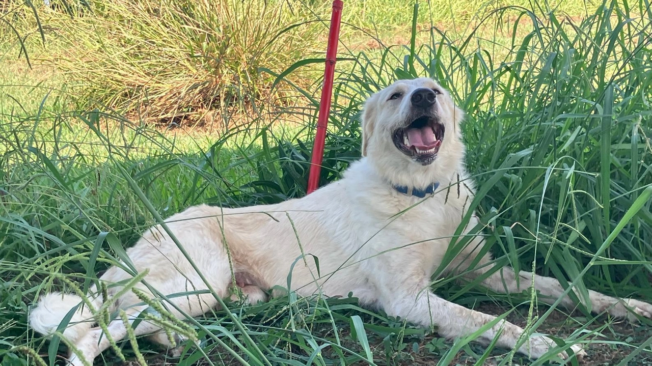 Un altro appello per Bell! "Per lei – scrive l’associazione SOS Animali e ambiente di Lucca – non ha chiamato... Un altro appello per Bell! "Per lei – scrive l’associazione SOS Animali e ambiente di Lucca – non ha chiamato...