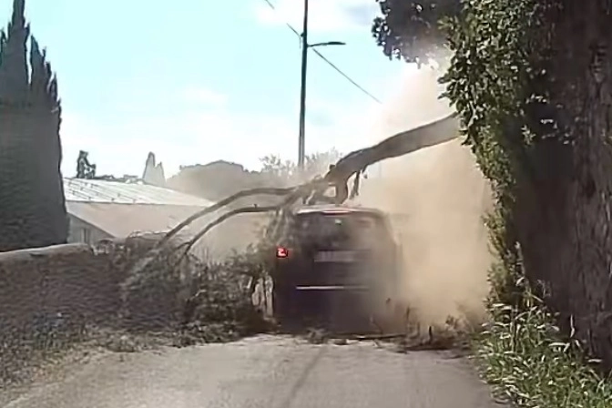 L'albero caduto e l'auto che ha fatto appena in tempo a fermarsi