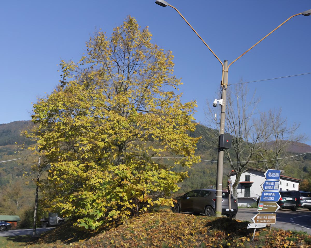 Un monumento per il campione automobilistico Mauro Nesti Un monumento per il campione automobilistico Mauro Nesti