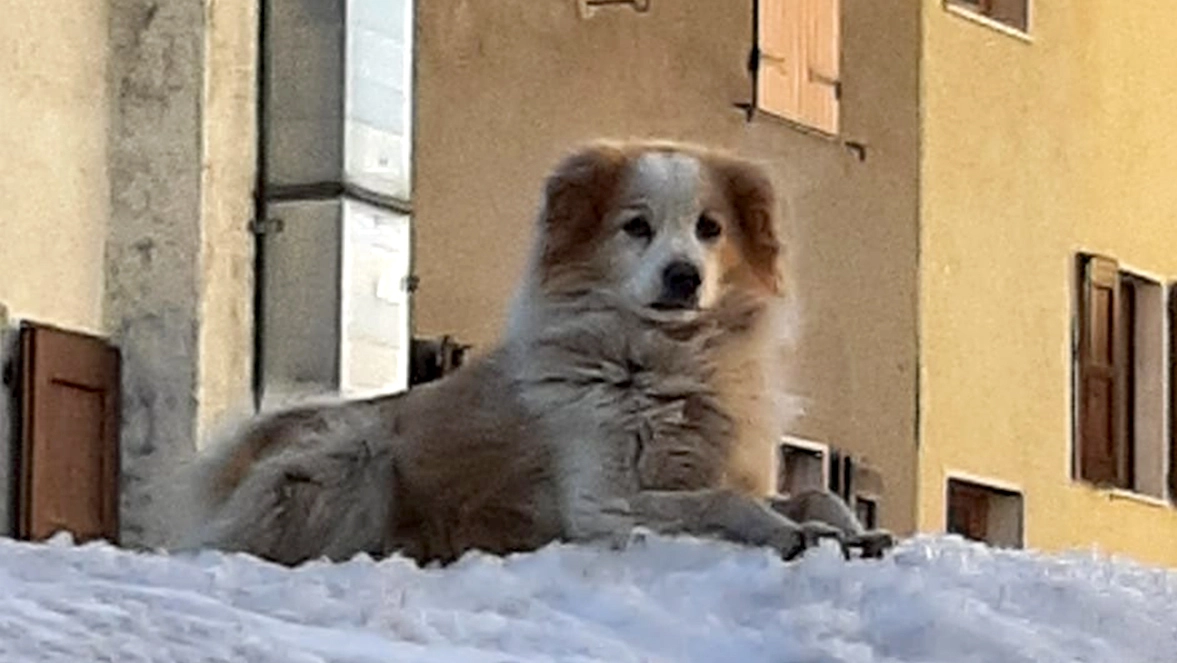 Una bellissima immagine di Kiwi: la neve era la sua grande passione, saliva sui tetti insieme agli spalatori e sotto la neve seppelliva anche gli ossi Una bellissima immagine di Kiwi: la neve era la sua grande passione, saliva sui tetti insieme agli spalatori e sotto la neve seppelliva anche gli ossi