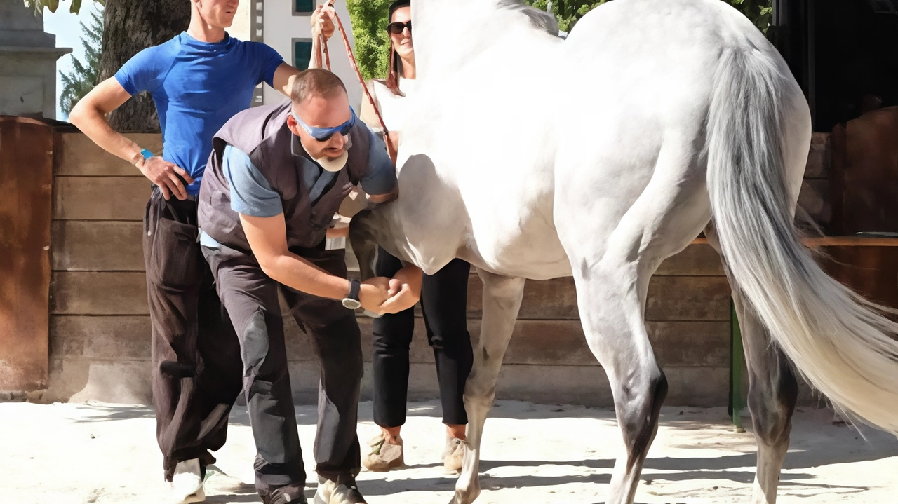 Nella tarda serata di ieri a Castel del Piano c’è stato l’abbinamento tra cavalli e contrade: atto conclusivo per la sfida che è in programma domani, intanto oggi altre iniziative in attesa della gara